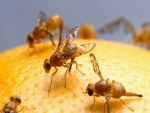 Produtores recebem orientações sobre controle da mosca-das-frutas no RS