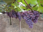 Uva: manejo adequado contribui para visual atraente da fruta