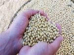 Produção de grãos pode alcançar novo recorde