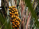 Fruto da Amazônia pode substituir óleo de palma de forma mais sustentável
