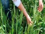 Produção de trigo no Cerrado tem potencial para crescer 20 vezes