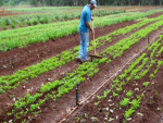 MS: Governo estrutura cadeia produtiva e beneficia 70 mil famílias de pequenos agricultores