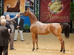 Potro americano, criado por brasileiro é campeão na Exposição Nacional Americana do Cavalo Árabe