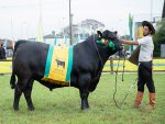 Floripana leva títulos Angus para Santa Catarina