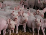 Suíno/Cepea: Menor oferta valoriza vivo e limita altas da carne
