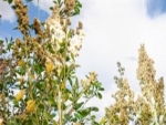 Quinoa pode ser a chave para entender solos salinos