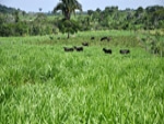 Dinapec apresenta alternativa para diversificação de pastagens na Amazônia 