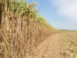 Seca e crise energética: agronegócio já contabiliza graves prejuízos