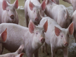 Custo de produção de suínos e aves subiu em novembro, diz Embrapa