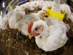 OIE notifica primeiro foco de gripe aviária na Eslováquia e na Hungria