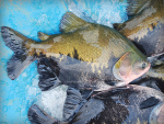 Peixe BR e Esalq USP realizam estudo sobre Salmonella na cadeia da produção de Tambaqui