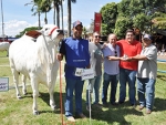 Iris-8 FIV da Valonia, de Iaciara (GO), é a grande campeã nelore da Expogrande 2018