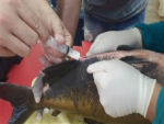 Brasil tem primeiro banco ativo de germoplasma de peixes