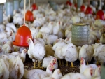  Setor de proteína animal pode entrar em colapso, diz ministro da Agricultura