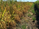 Novo modelo de produção de arroz com técnica de gotejamento se torna alternativa econômica e sustentável 