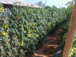 Produtores aprovam firmeza e durabilidade do tomate Itaipava