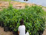 Agricultores de Juruti (PA) têm vidas transformadas por meio da implantação de sistemas agroflorestais