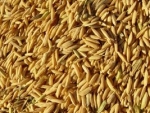 Brasil doará mil toneladas de arroz para a Faixa de Gaza