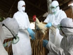 Influenza Aviária chega à Nigéria, país de clima tropical
