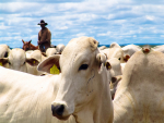 Pecuaristas dos EUA não querem carne brasileira