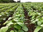 Fazendas de Mato Grosso, Rondônia e Pará formam região com maior produção de soja certificada RTRS do Brasil