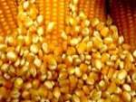 Preço do milho segue oscilando nos EUA