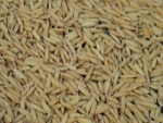 Tocantins armazena safra de arroz de produtores do estado
