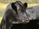 Primeiro leilão de animais Ultrablack do Brasil tem data confirmada
