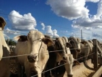 Bahia pode exportar boi em pé para o Oriente Médio