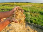 Quase 90% da lavoura de arroz já foi colhida no Rio Grande do Sul, segundo Irga