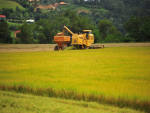 Brasil deve produzir arroz suficiente para abastecer mercado interno