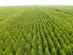 Câmara setorial debate propostas para a área de florestas plantadas