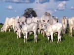 “Brasil será o maior produtor de carne bovina em cinco anos”