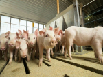 Cooperalfa investe R$ 269 milhões em granjas e fábrica de ração no MS