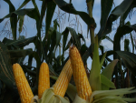 Colheita de milho nos EUA alcança 74%, diz USDA