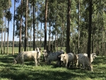 Gado em ILPF procura menos por bebedouros, aponta Embrapa