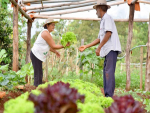 Com mais qualidade e durabilidade, produtos de horticultores atendidos pelo Senar/MS têm ganho de até 65% no mercado local