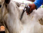 Simvet/RS destaca cuidados durante vacinação contra aftosa