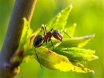 Composto natural controla formigas