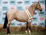 Potencial de Campo Grande coloca de vez estado no circuito do cavalo Crioulo