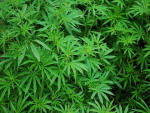 Novo medicamento à base de cannabis é liberado pela Anvisa