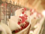 Frango/Cepea: média de jun/15 ainda é inferior à de jun/14