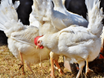 Rações com minerais orgânicos podem auxiliar na saúde das aves em períodos de baixas temperaturas