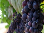 Mudança climática modifica os períodos de elaboração do vinho