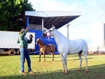 Cavalo Pantaneiro terá programação exclusiva na 80ª Expogrande