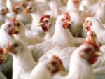 Gripe aviária compromete fornecimento americano