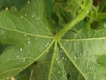 Ataque de mosca-branca preocupa cotonicultura em Mato Grosso