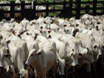 Empresa na Rússia já tem 300.000 bovinos de corte