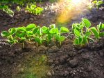 Menos soja? Argentina planta menor área em 17 anos