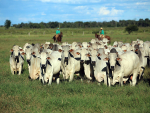 IFRIG beneficia pecuaristas e consumidores de carne bovina
